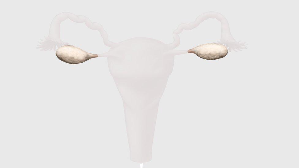 Diagram of ovaries