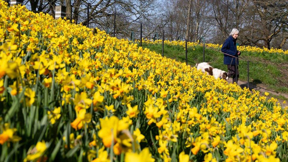 Woman walking dog in park