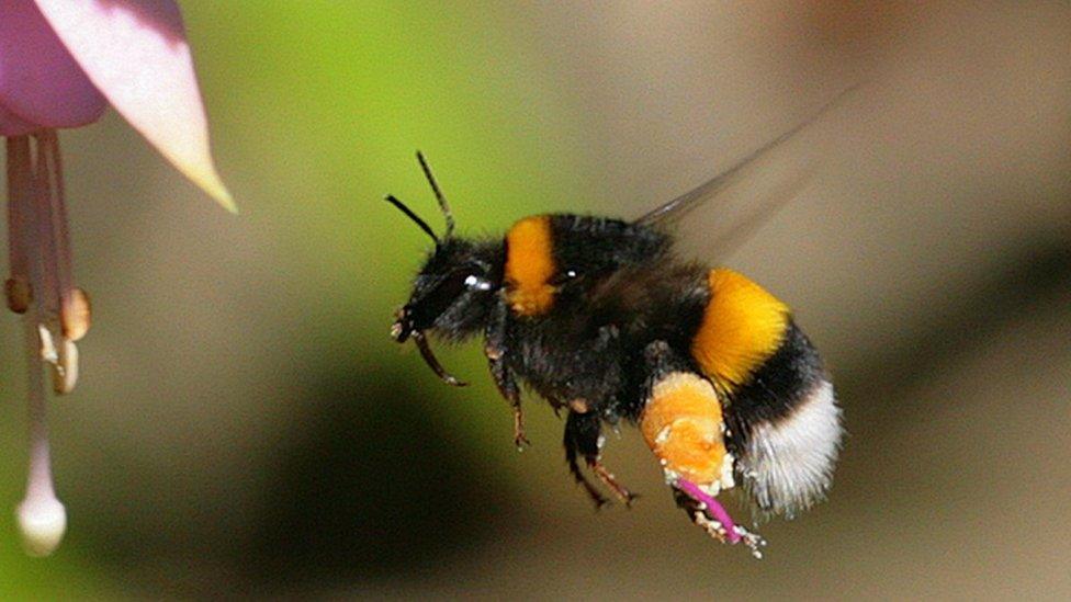 bumblebee carrying pollen