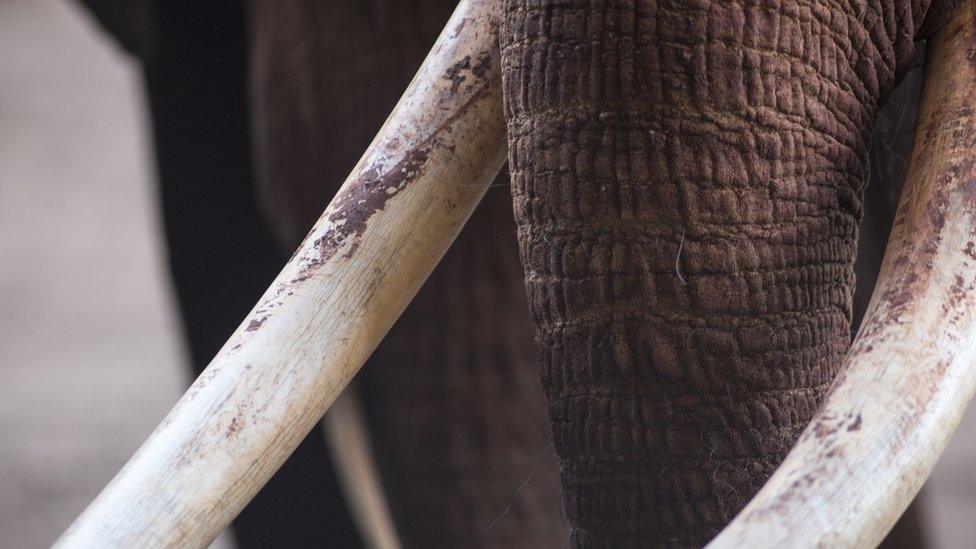 elephant tusks