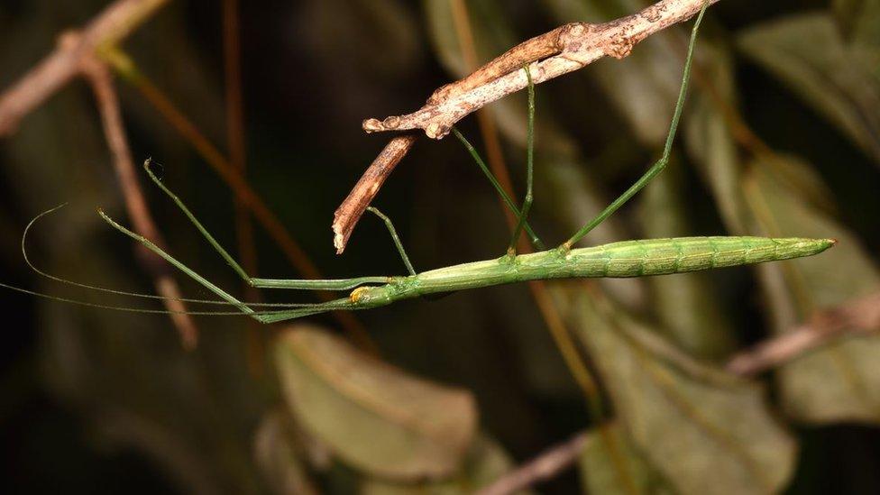 stick insect