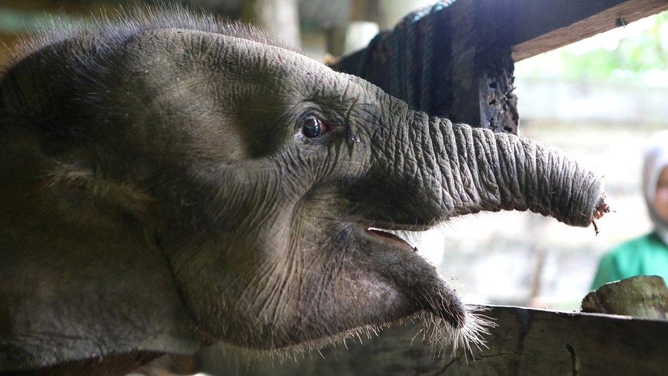 Baby elephant dies after losing half its trunk in poacher's trap - BBC News