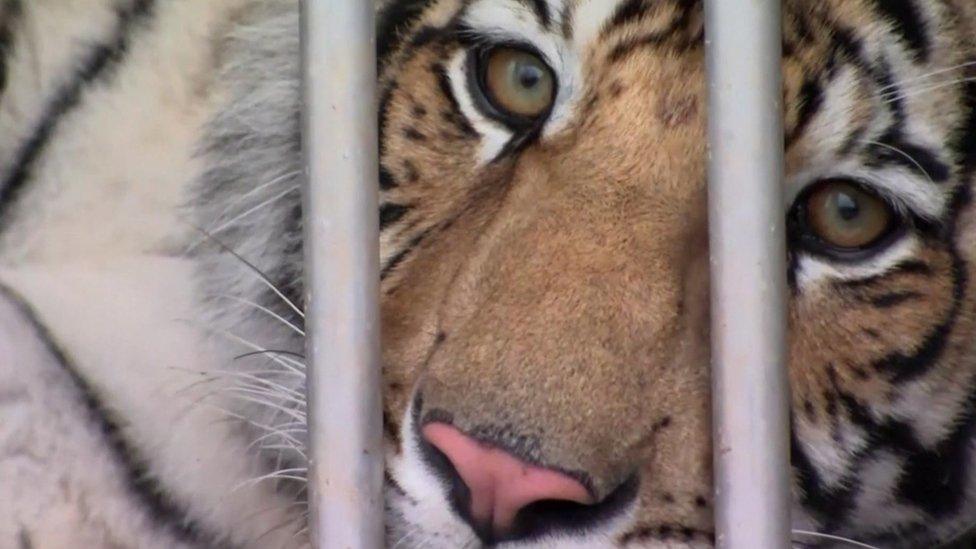 The Houston tiger pictured in a container before heading to a sanctuary