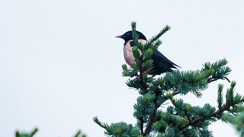 Rose-coloured Starling in Ipswich