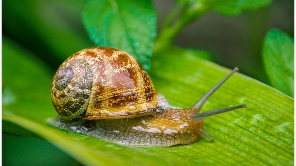 Snail on a leaf