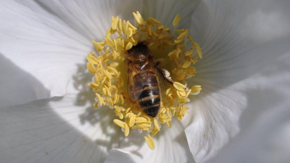 A honey bee hard at work