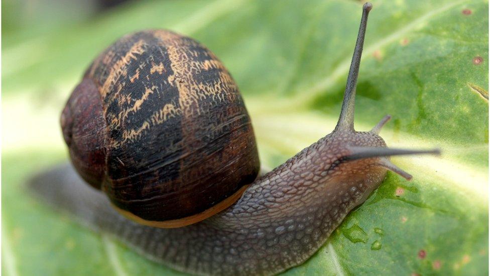 Snail