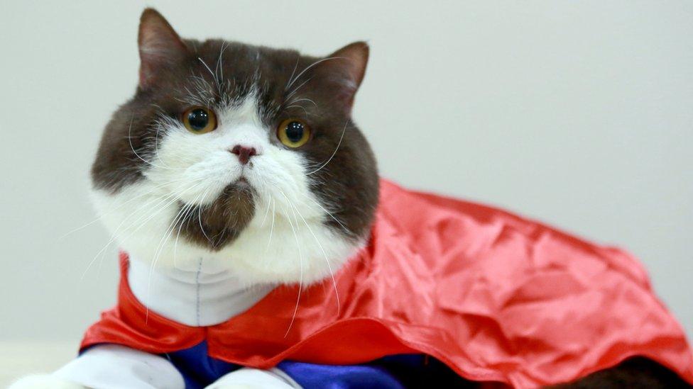 A cat in a Superman costume