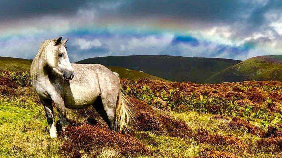 Photographers are urging people to treat the ponies with respect