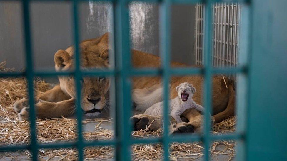 Dana the lioness lies next to her cub Hajar at the Al-Mawa wildlife reserve in Jordan (13 August 2017)