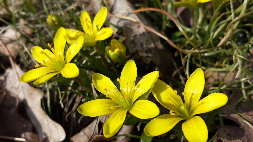 The Radnor Lily (small yellow flowers)