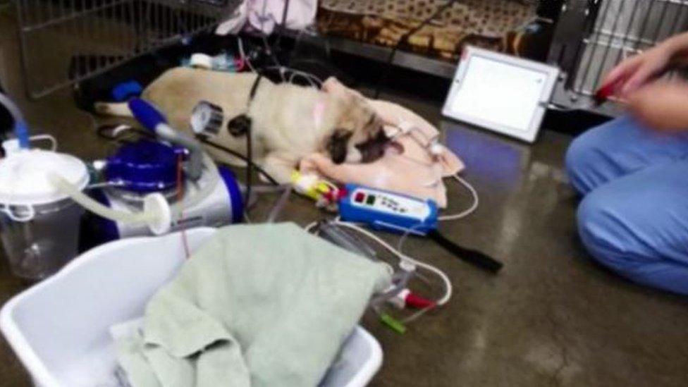 a dog in hospital