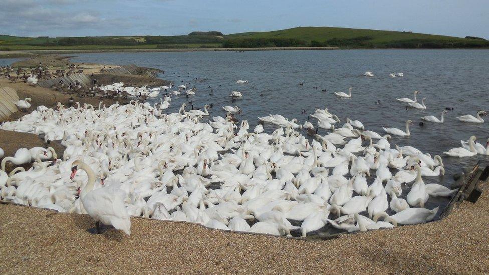 Abbotsbury Swannery