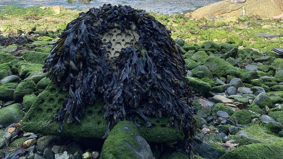 Image of how the eco blocks should look over time, covered in seaweed