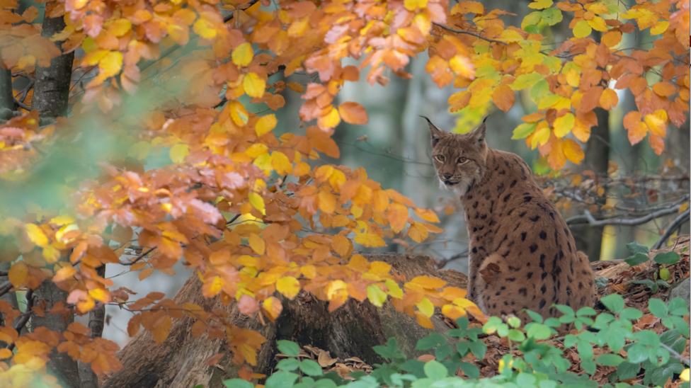 A lynx sitting under a tree with orange and yellow leaves. It is facing away from the camera but looking over its shoulder into the camera.
