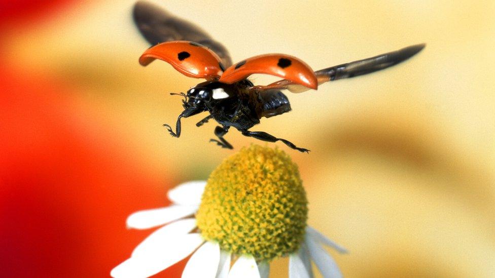 ladybird flying.