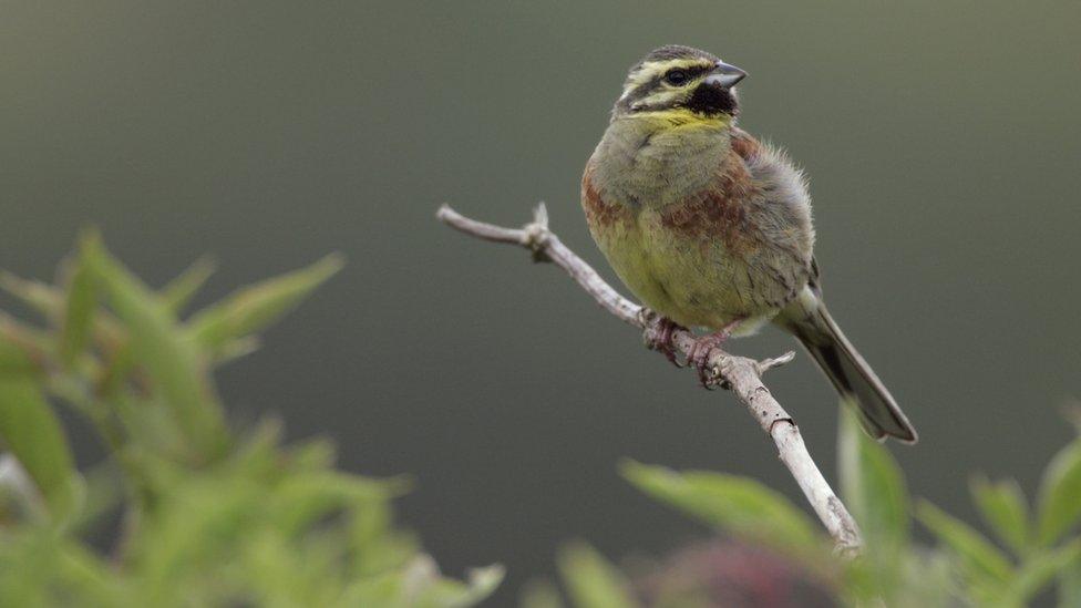 Cirl bunting