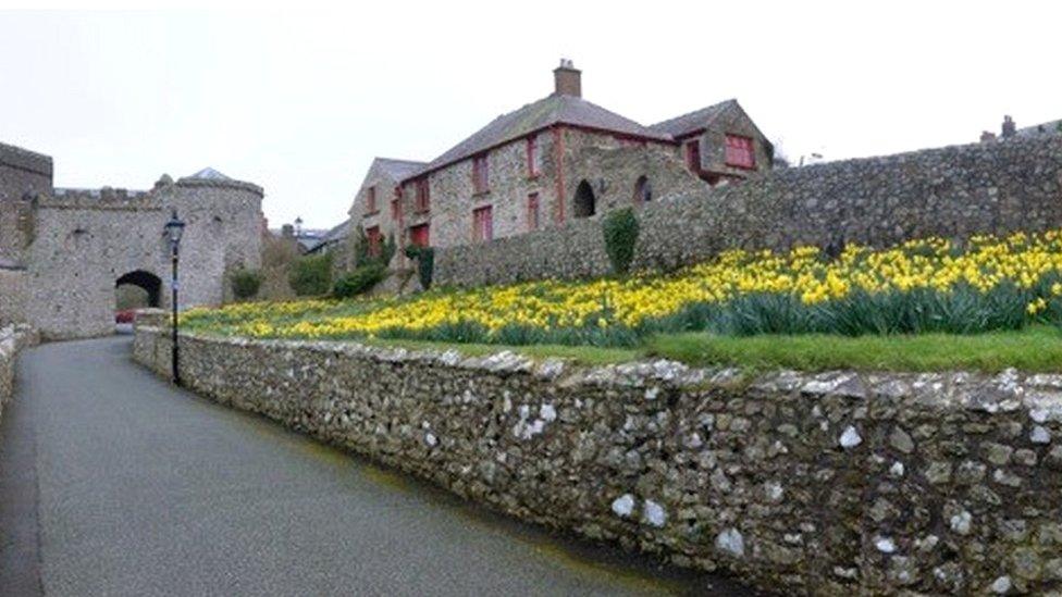 Early spring daffodils at St Davids in Pembrokeshire