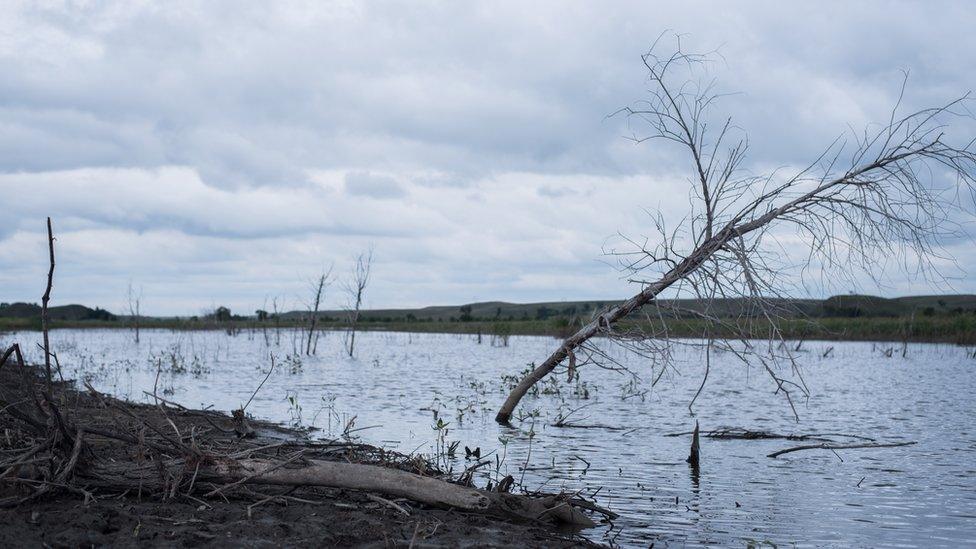 Trees submerged in the flooded forest