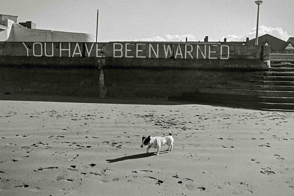 Dog walking on sand in Towyn