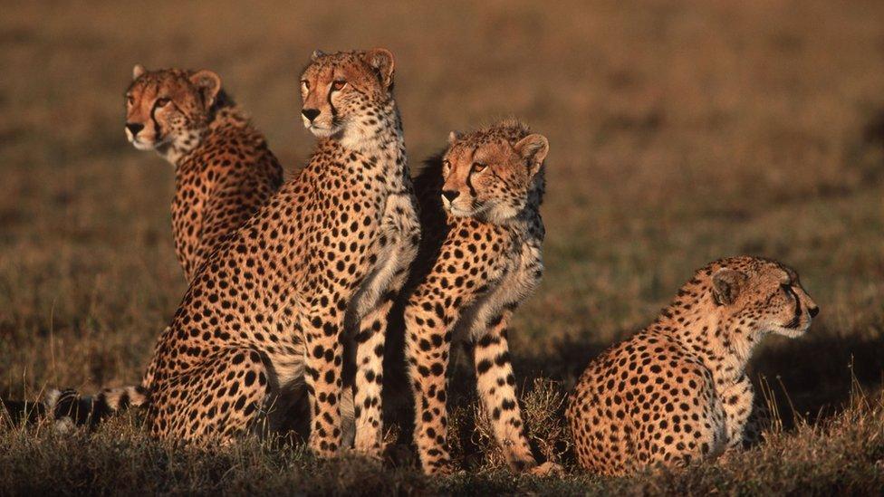 A family of cheetahs in the wild