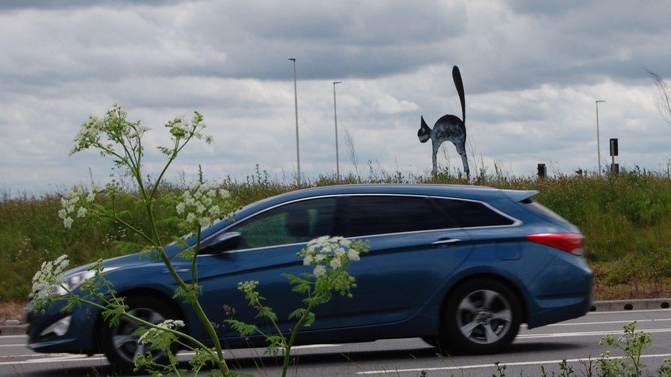 White splashed black cat on roundabout