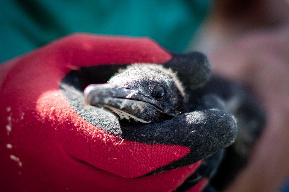 A rescuer handles a cormorant chick