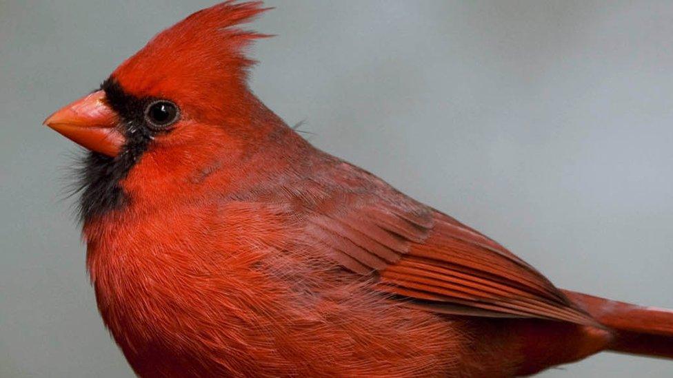 red cardinal bird