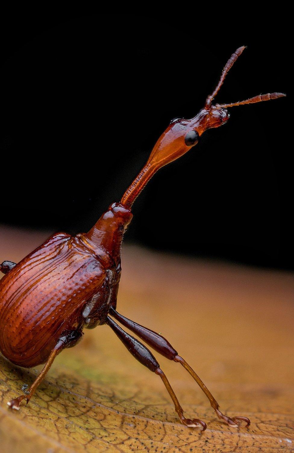 Giraffe weevil