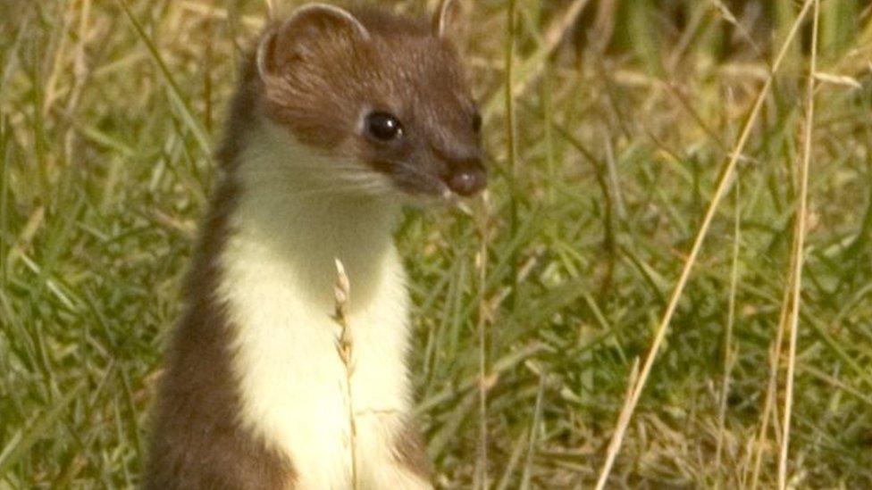 File image of a stoat