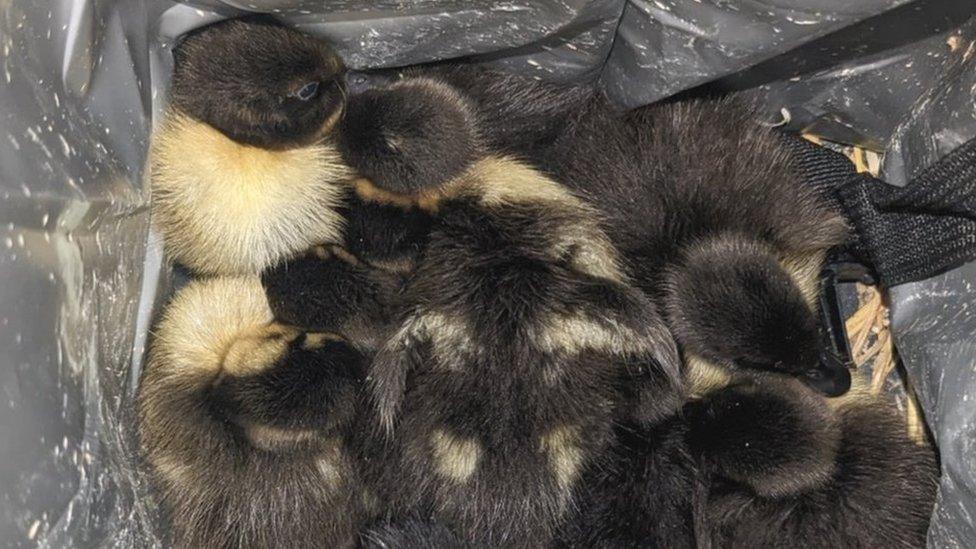 Ducklings in a box