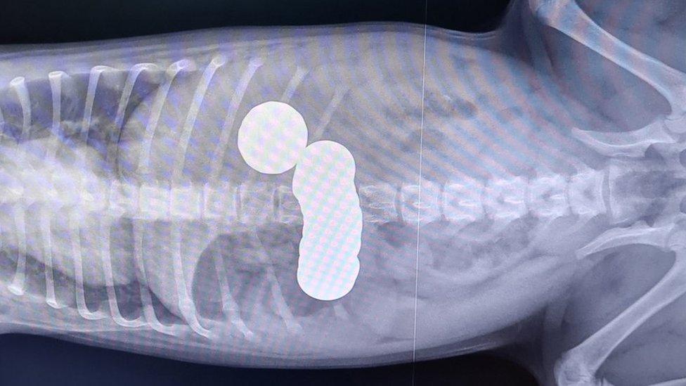 X-ray showing coins inside puppy