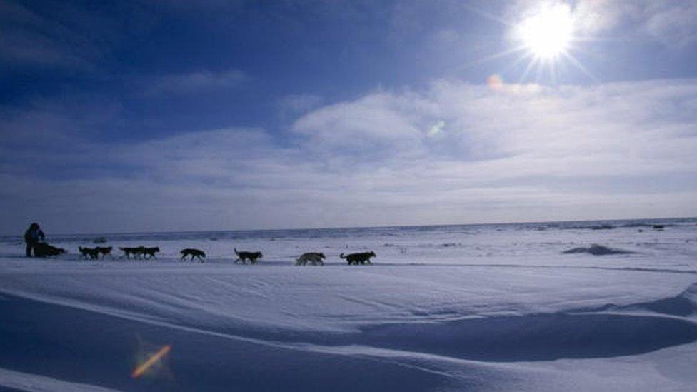 A dog-racer mushes his dogs during the Iditarod Trail Race in Alaska (file picture)