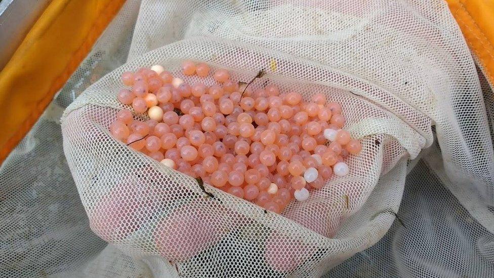 Pink salmon eggs