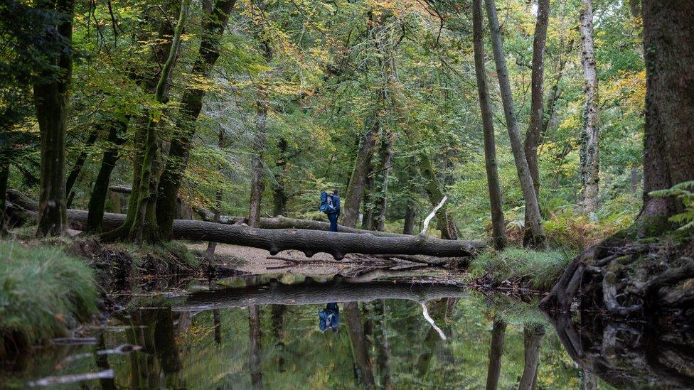 A forest with a man walking