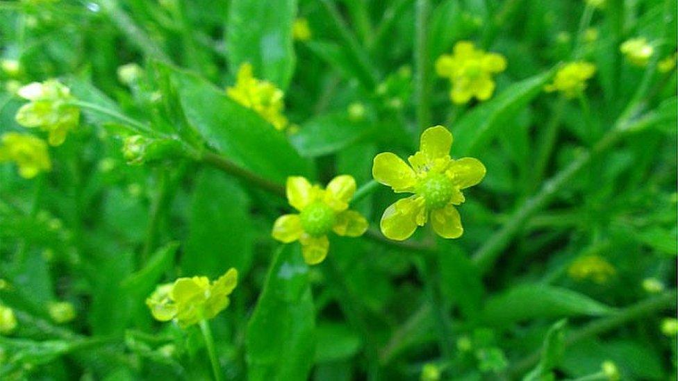 Adder's tongue spearwort