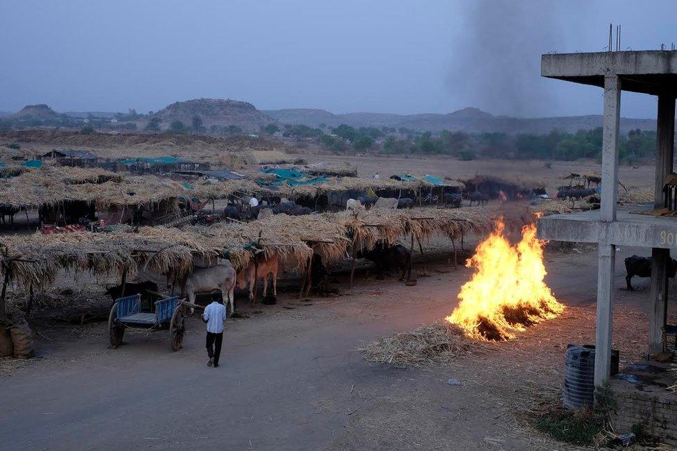 Beed cattle camp