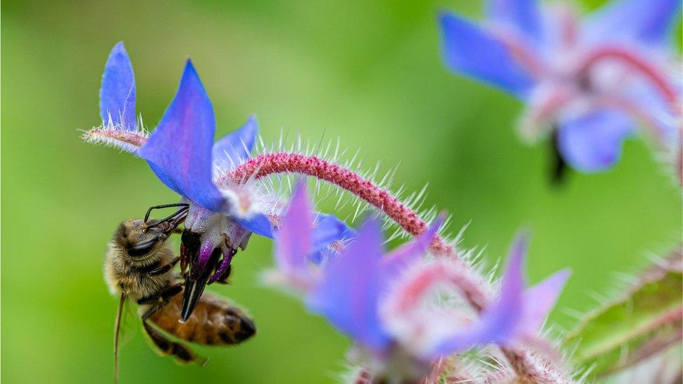 A bee collects nectar from a borage plant