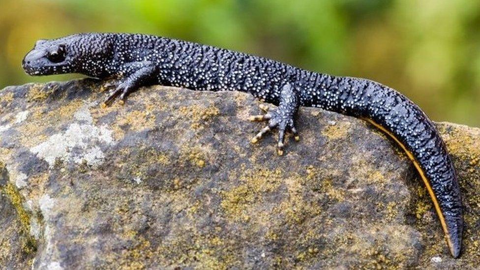 Great crested newt