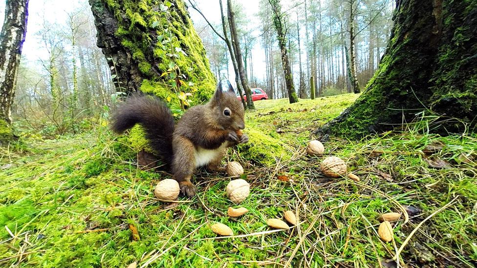 A red squirrel eating nuts