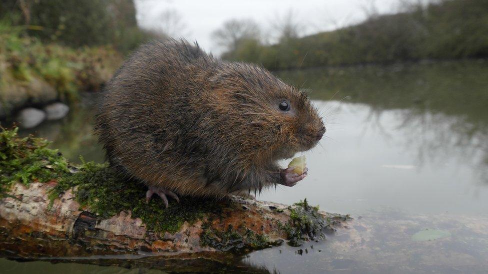 Water vole in Warwickshire