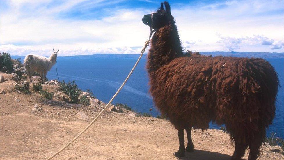 Two llamas on a cliff over a body of water