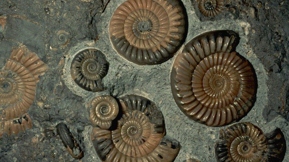 fossil shells