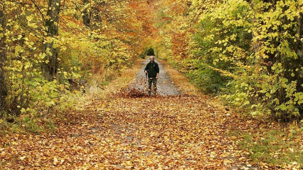 Autumn trees in Stirling, Scotland