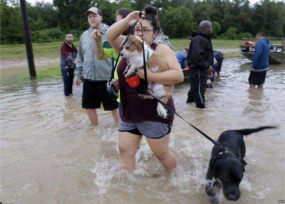 Dogs are rescued from flood waters