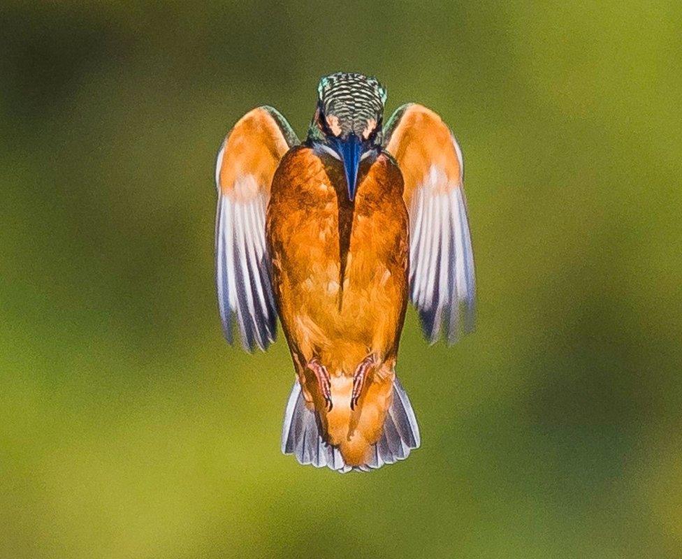 Kingfisher with wings closed