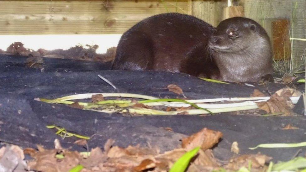 Otter under decking in Carlton, Nottingham