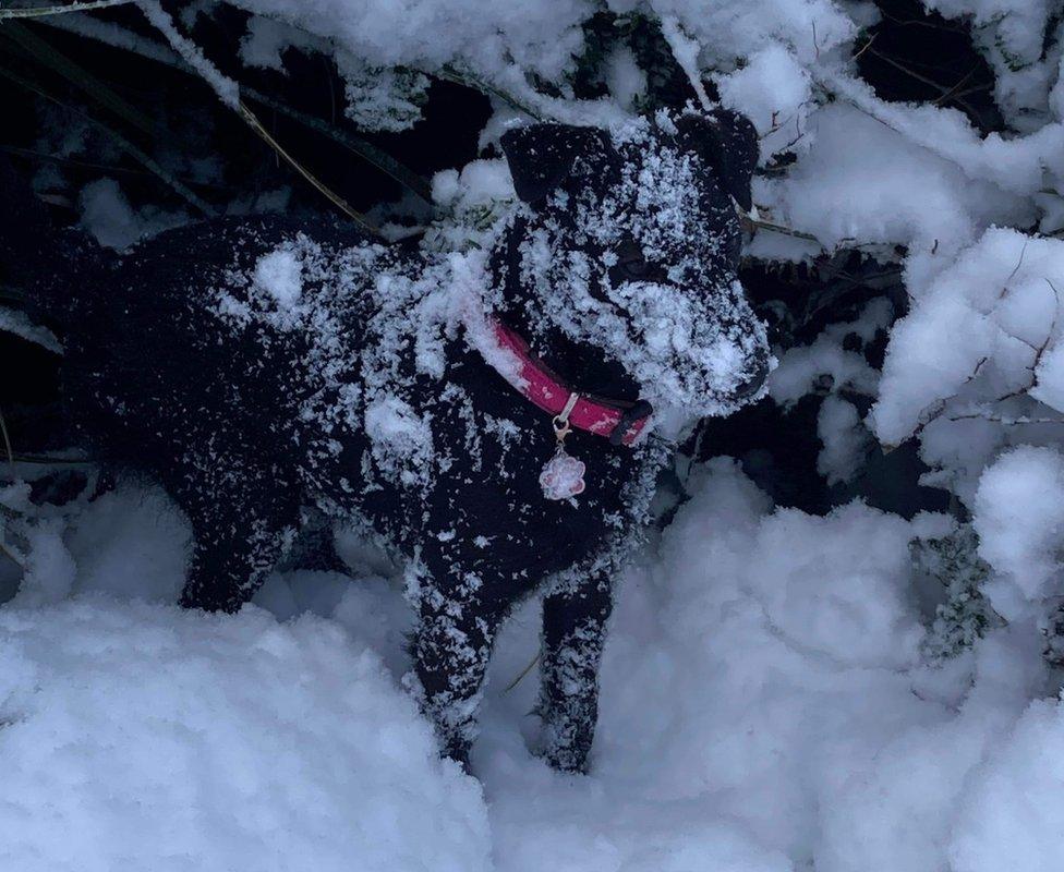 Patterdale terrier Lottie playing in the snow in Dunblane