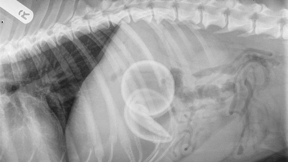 Tennis balls in dog's stomach on X-Ray