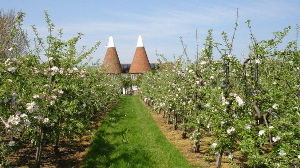 Orchard in Sussex